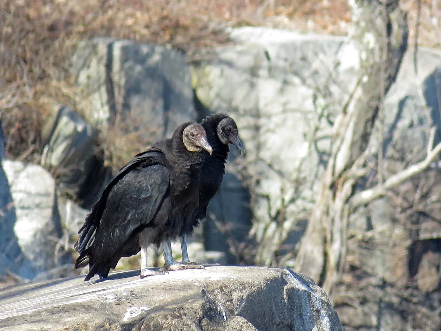 Black Vultures — Susan Kirby